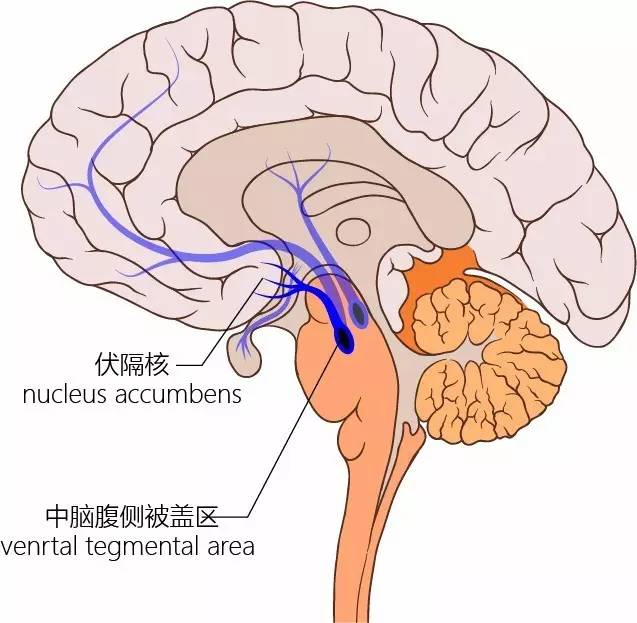 为什么戒毒这么困难？