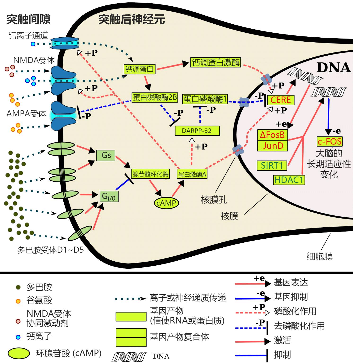 为什么戒毒这么困难？