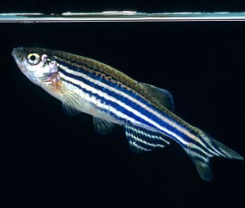 人类戒毒药物的研制,从会「吸毒」的斑马鱼开始 人类戒毒药物的研制,从会「吸毒」的斑马鱼开始