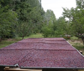 新疆喀什教育矫治局一派丰收喜人景象 新疆喀什教育矫治局一派丰收喜人景象